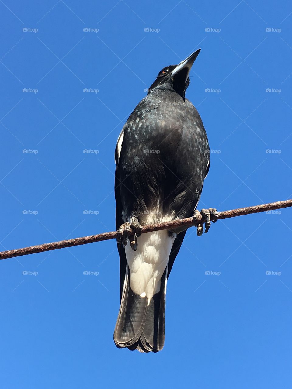 Claws holding on to a high clothesline wire, magpie wild bird perched, against a vivid bright deep blue sky full front view head to tail 