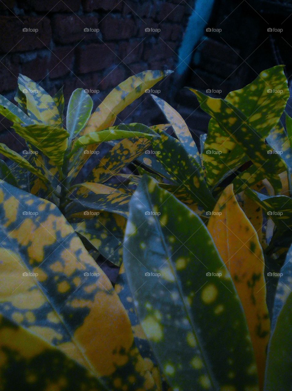 Plant leaves with yellow spots