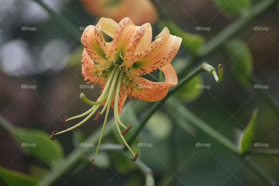 Flower, Nature, No Person, Flora, Leaf