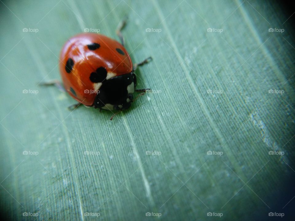 Picture taken with my smartphone and macro lens.