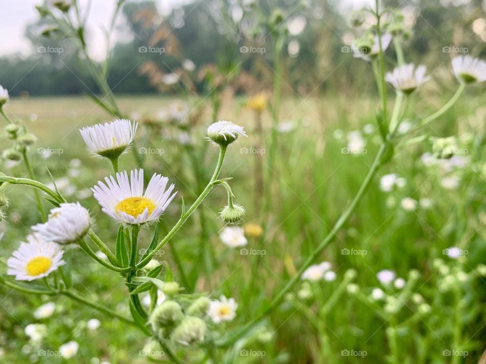 Prairie Fleabane in a meadow against a blurred tree line 