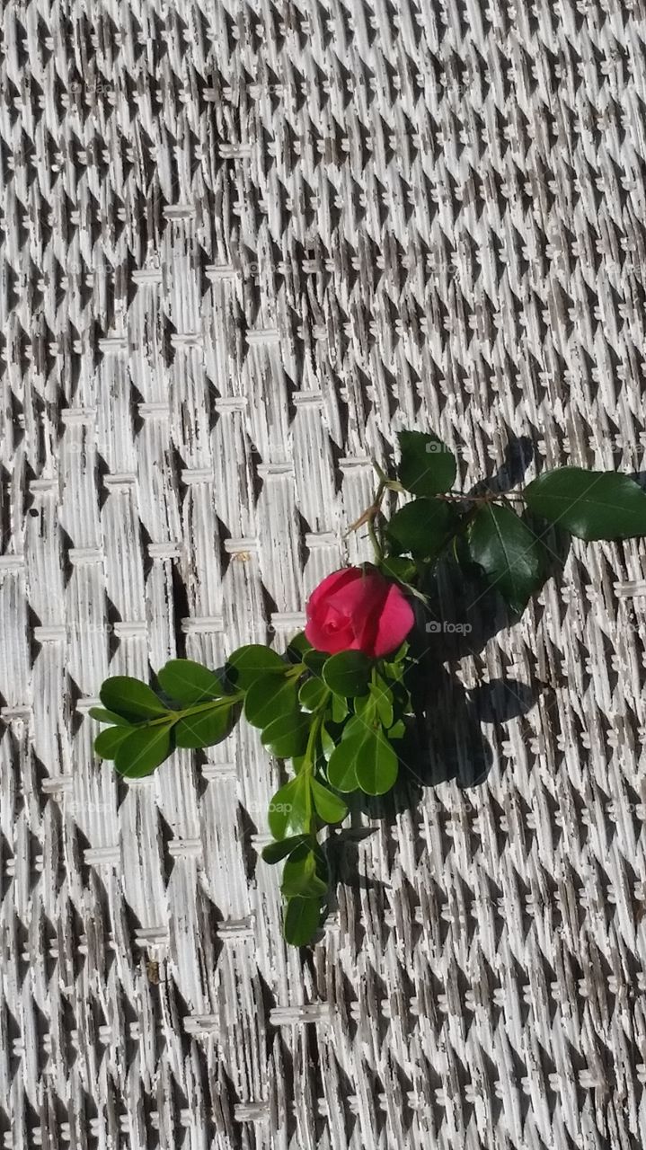 Wicker rose