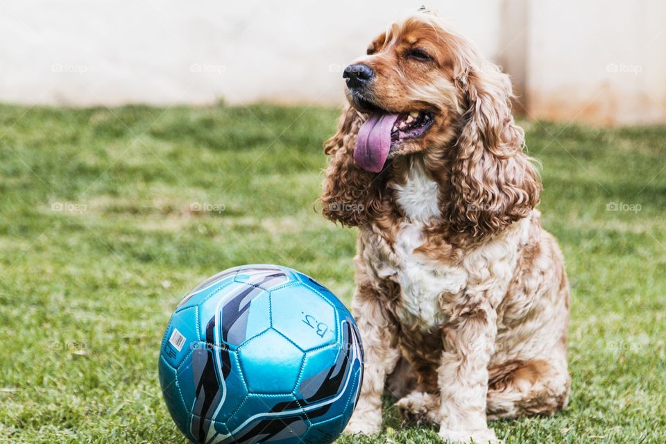 Dog and ball