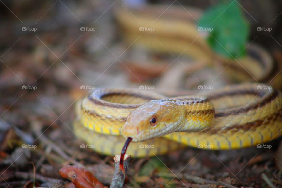 Snake coiling