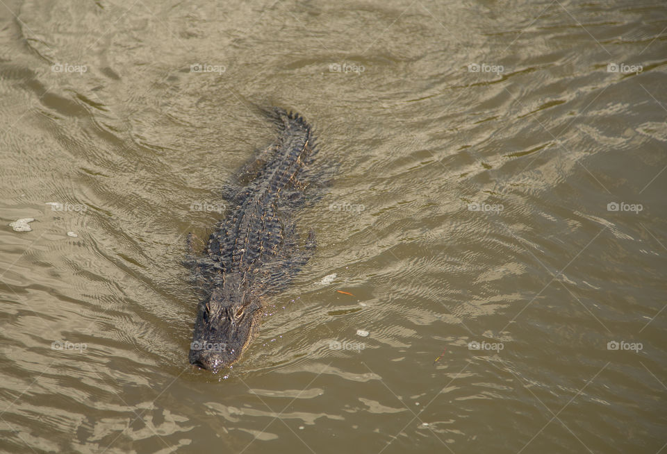 alligator in the bayou