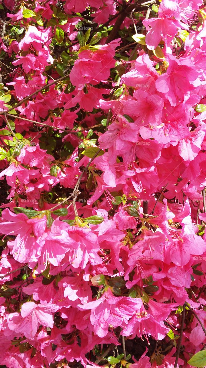 spring. lovely. flowers. nature. beauty. love. summer. happy