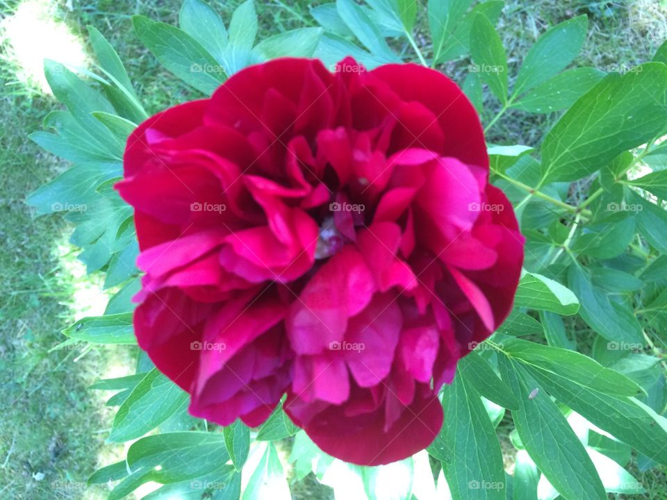 Rose catched during a walk 