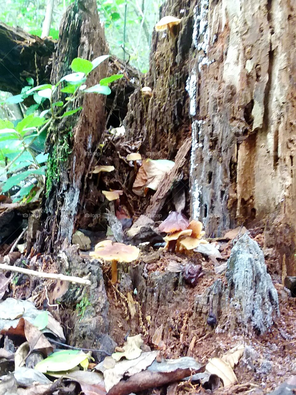 Takong an old tree and making new things