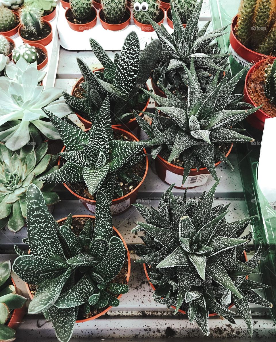 Succulent, plants