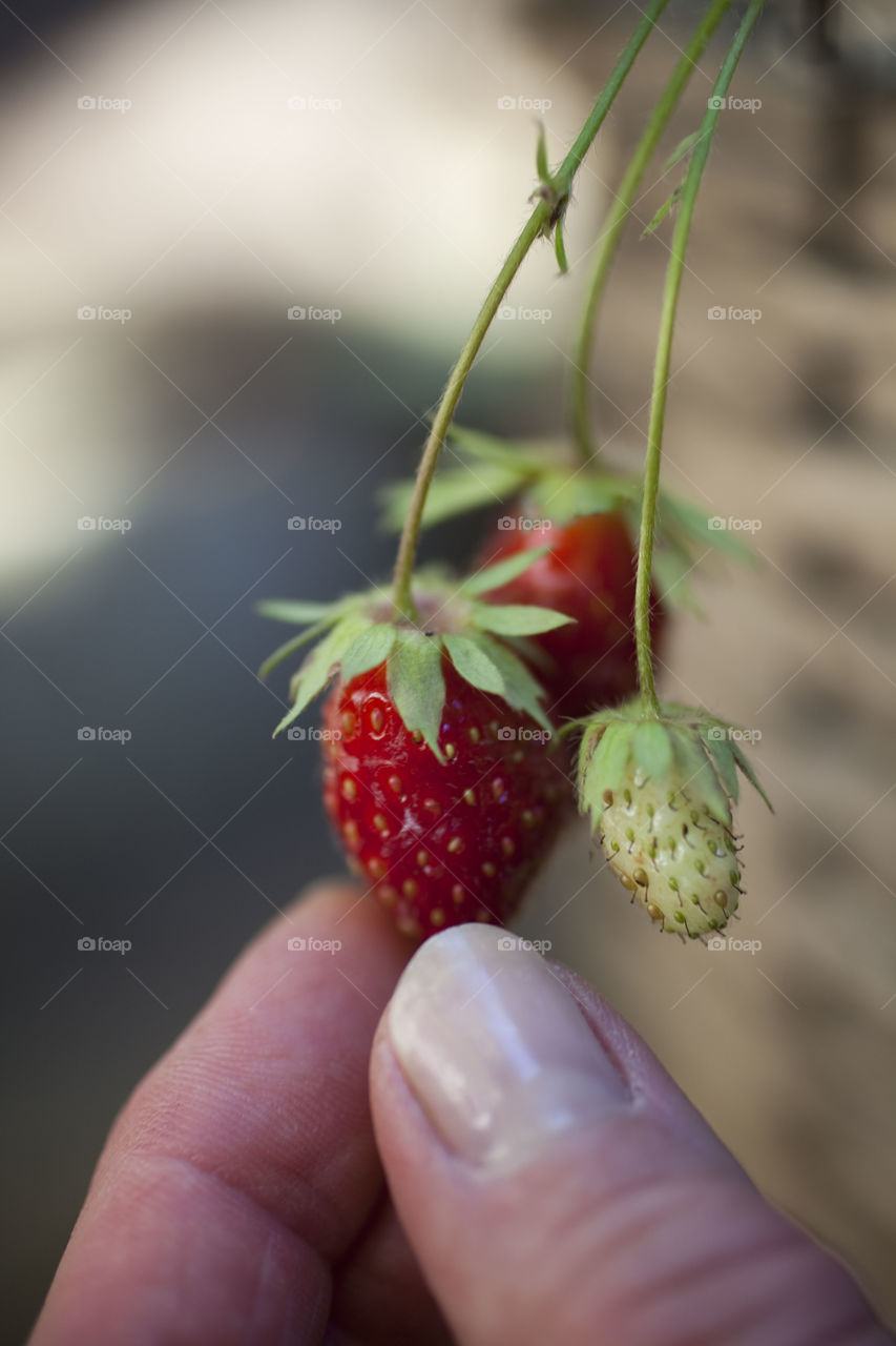 Strawberry plant