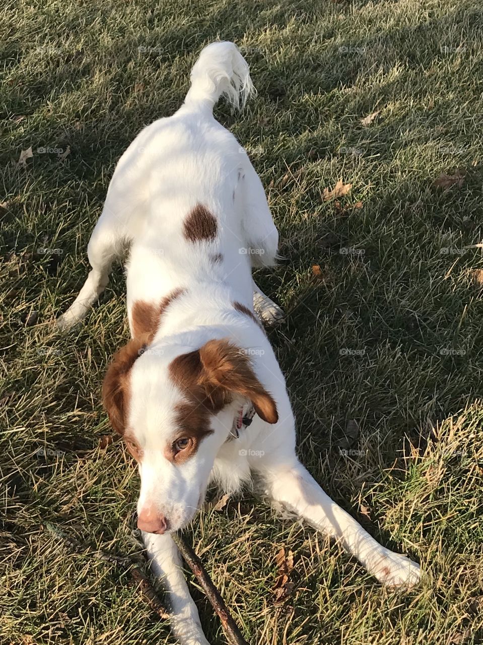 Adorable puppy playing with his stick! 