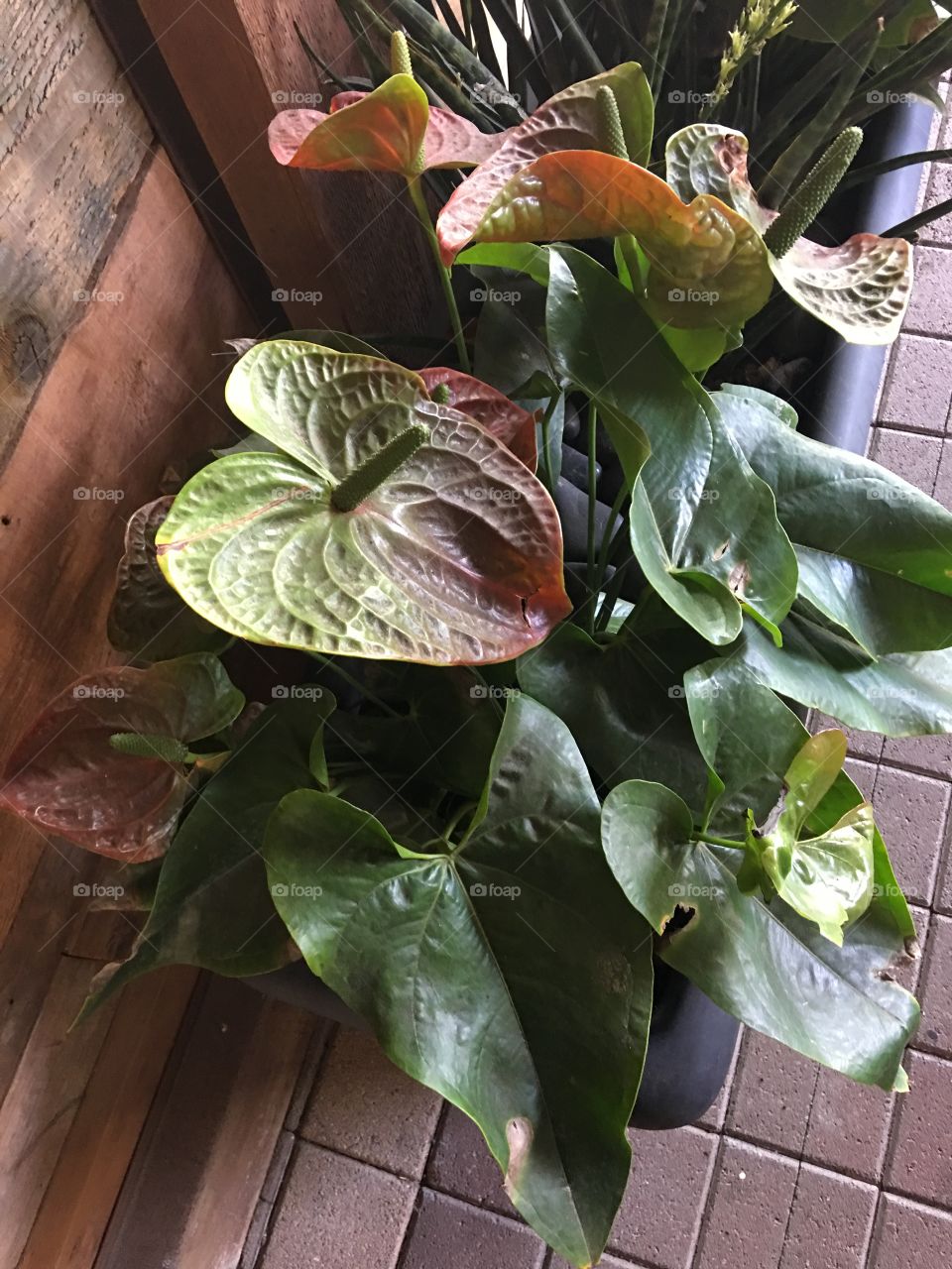 Green anthurium blossoms