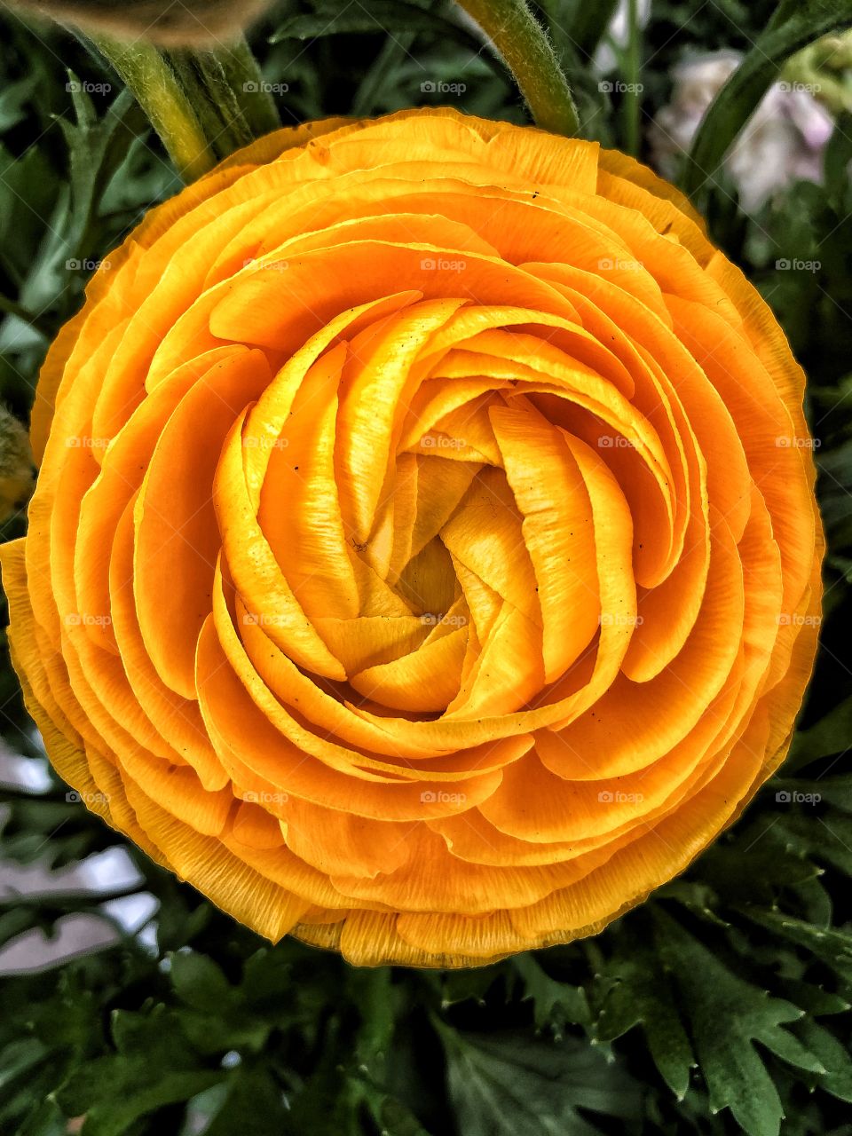 Orange and yellow flower close up