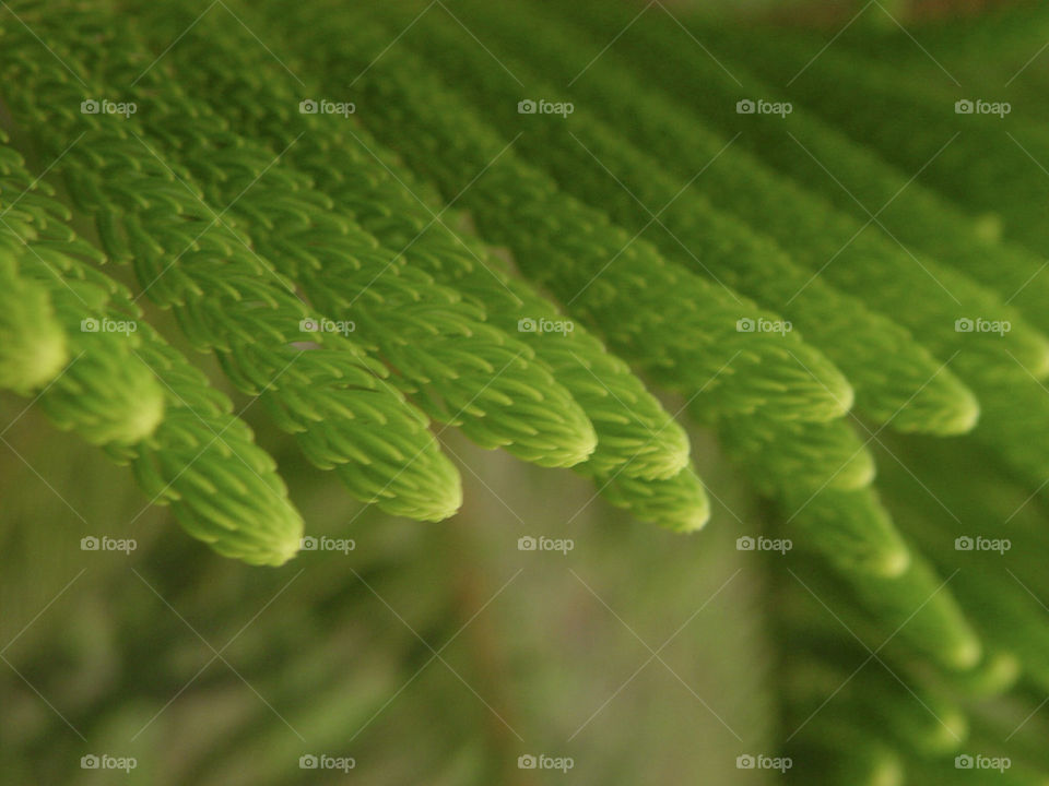 green nature pattern outdoor by king