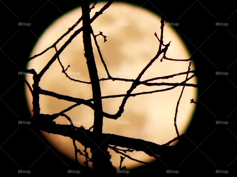 full moon silhouetted in tree branches