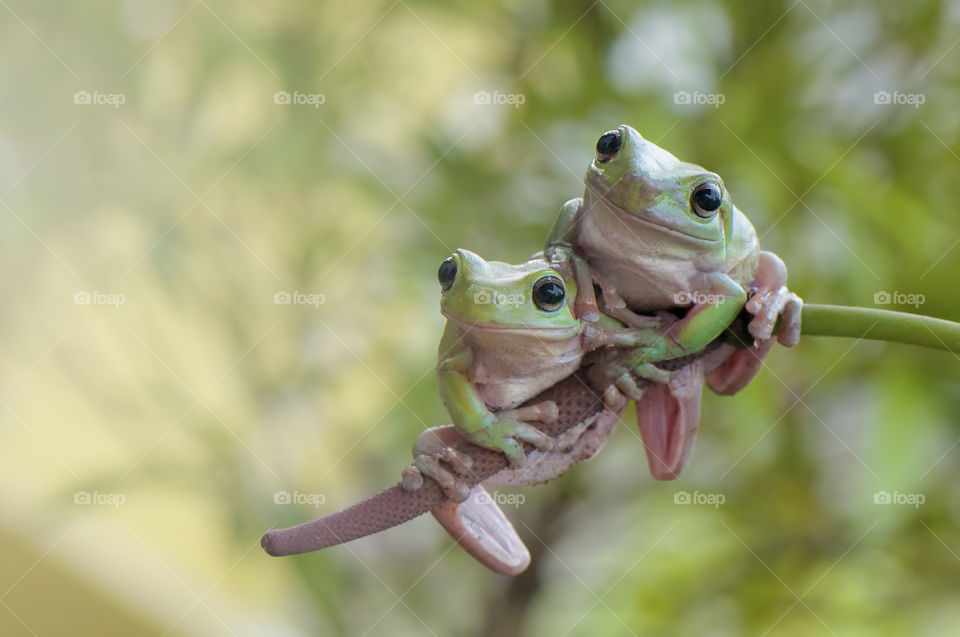 Frogs With Bokeh