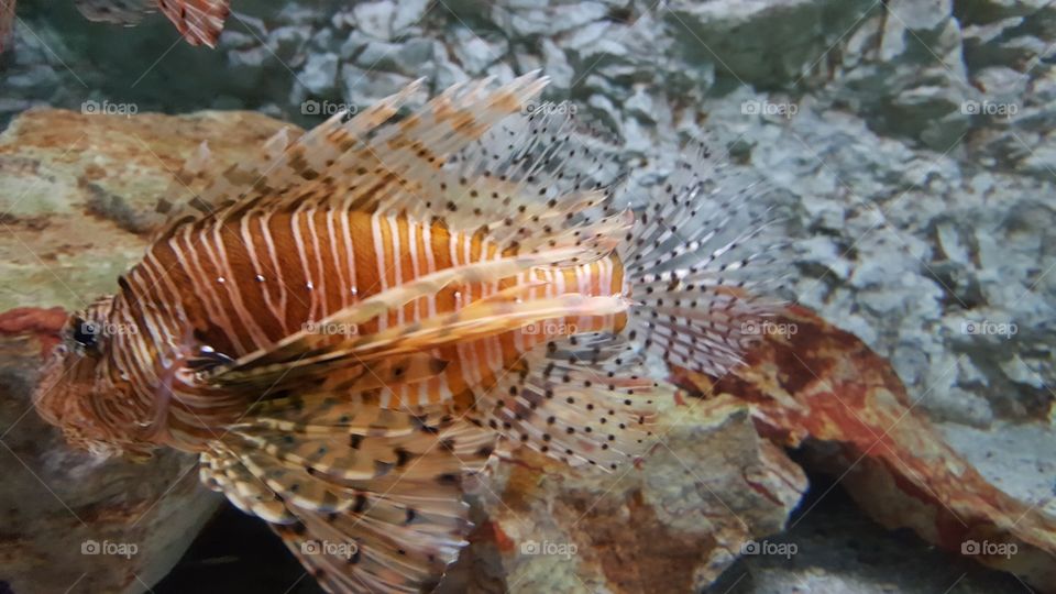 Lionfish