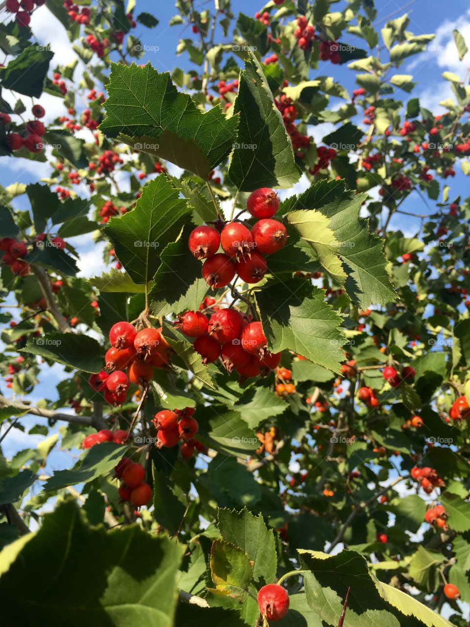 Red small fruit