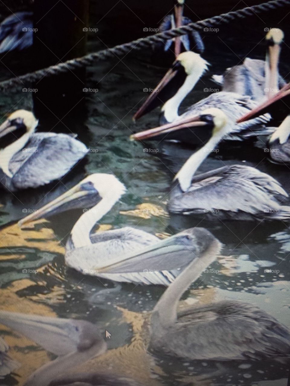 Waiting for fish: Pelicans patiently wait