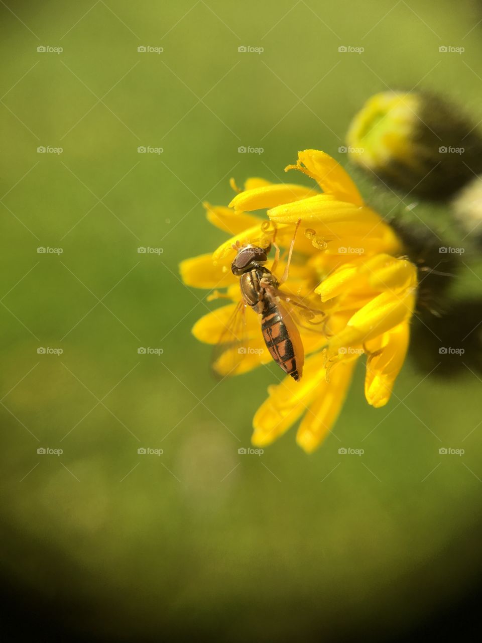Tiny bee