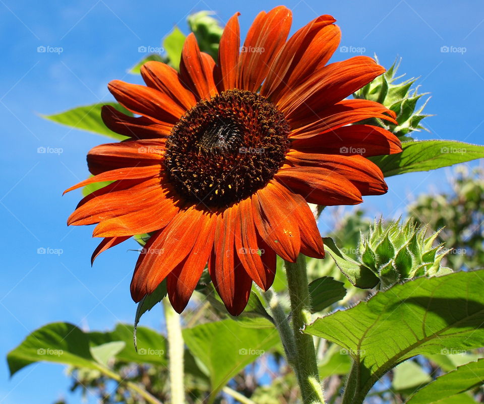 A bright rust orange colored sunflower against a clear blue sky in Central Oregon on a sunny summer morning. 