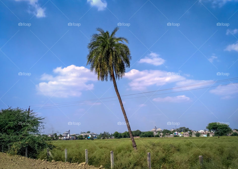 Dates Palm Tree