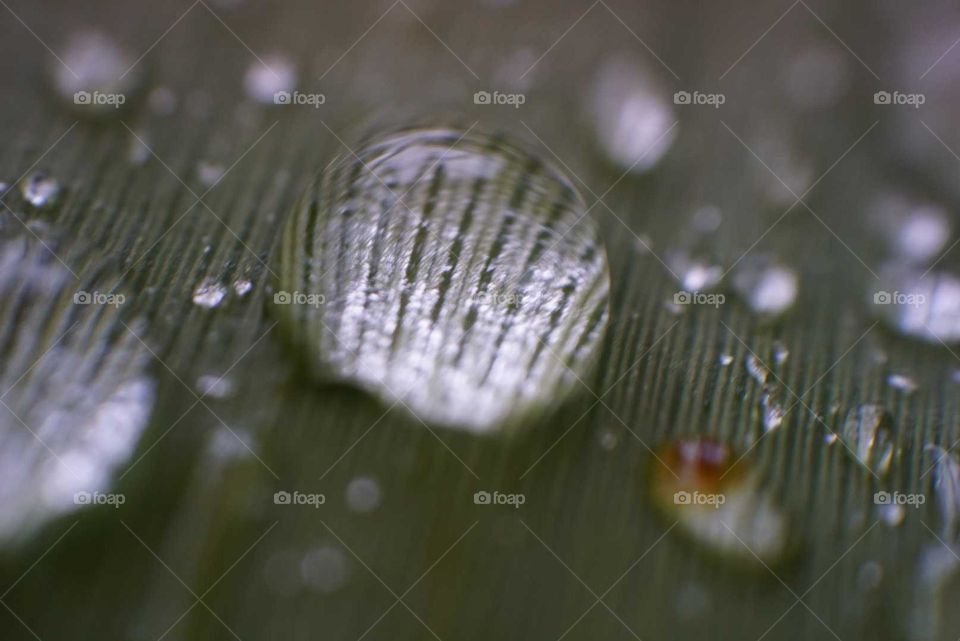 Nature#leave#drops#water