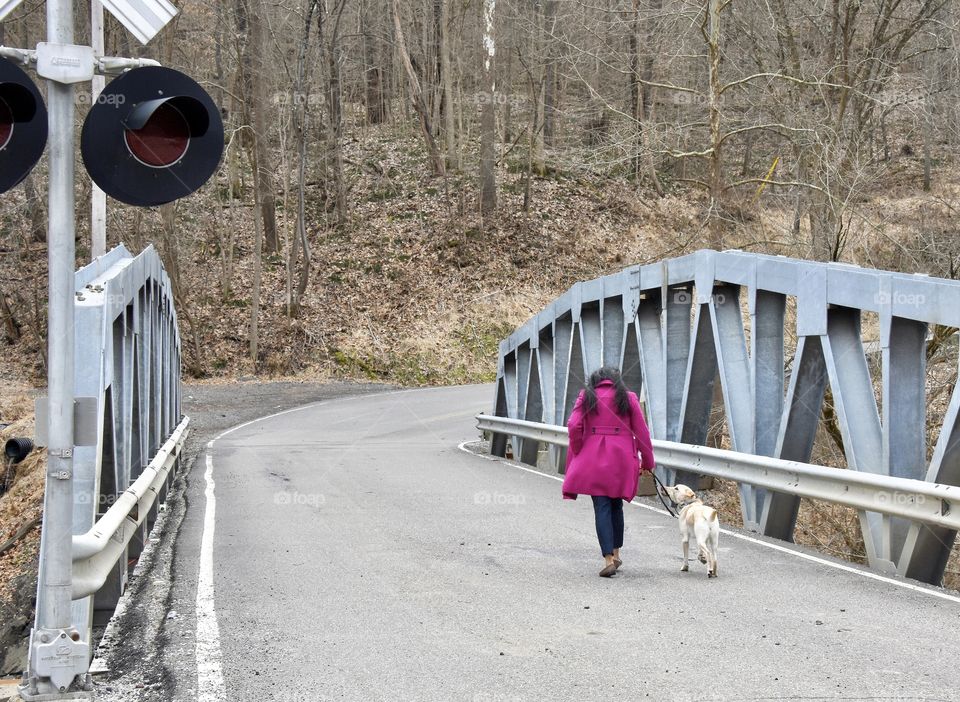 Spring walk with your dog, girl and her yellow lab walking across a bridge 