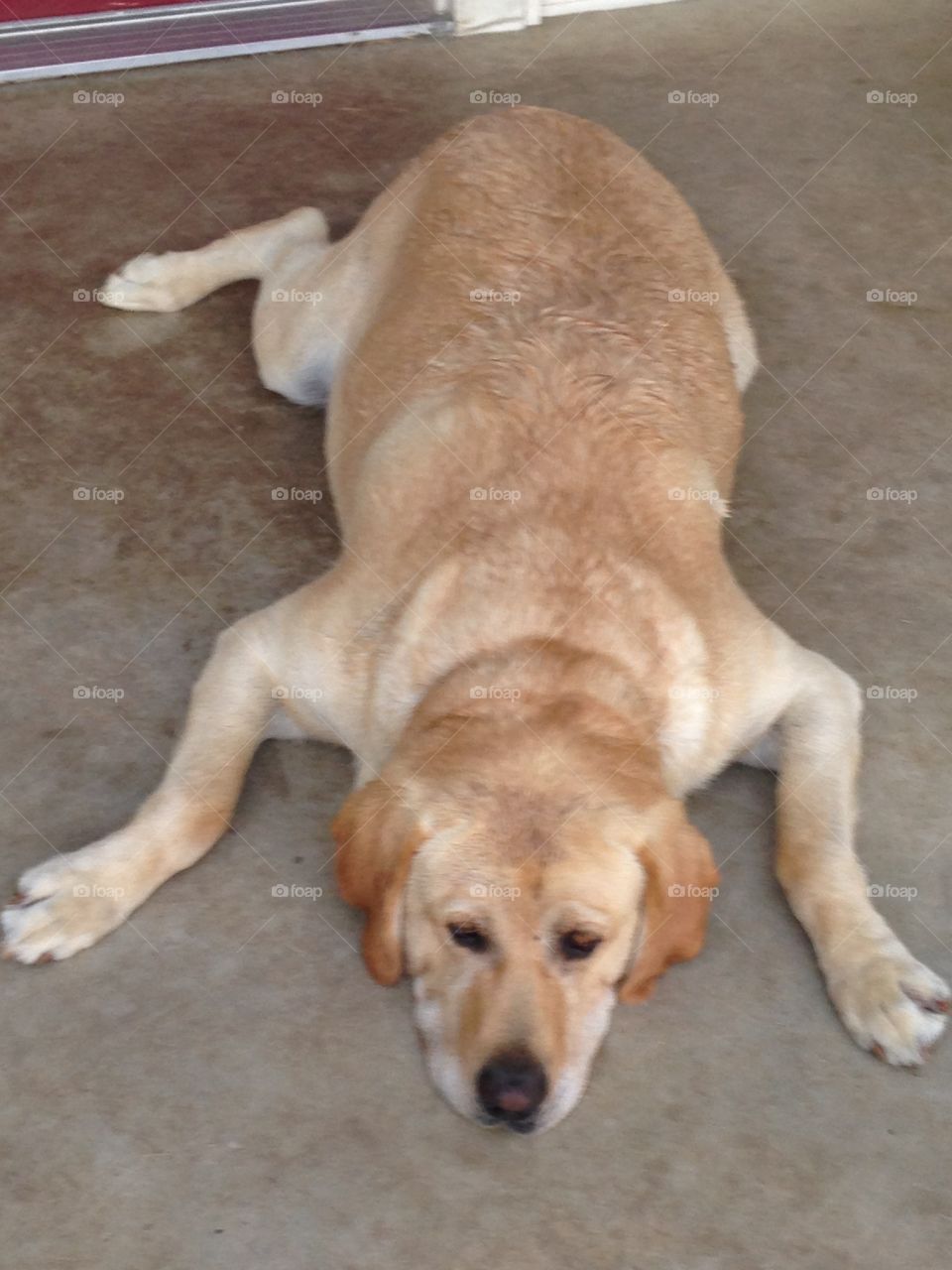 Yellow Lab Ruger after a run