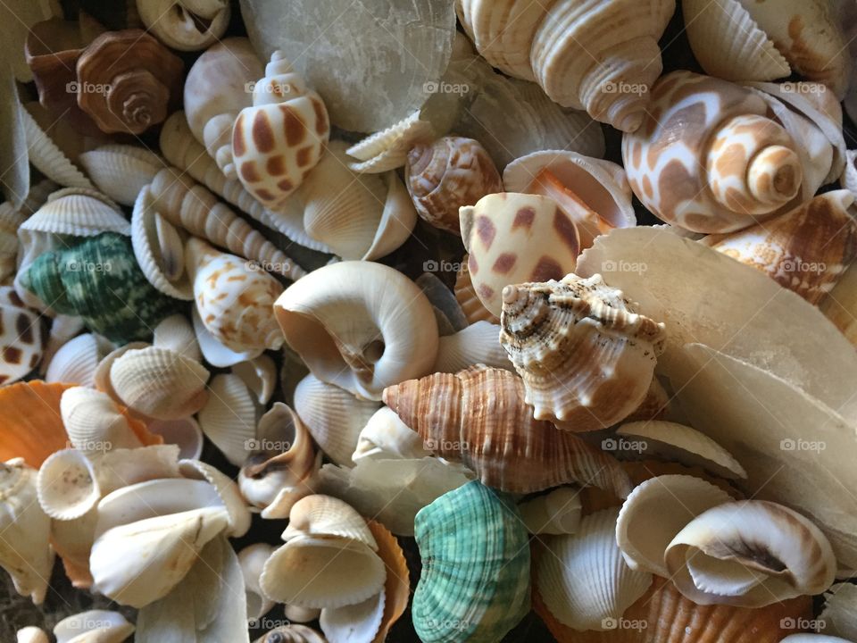 Seashell collection