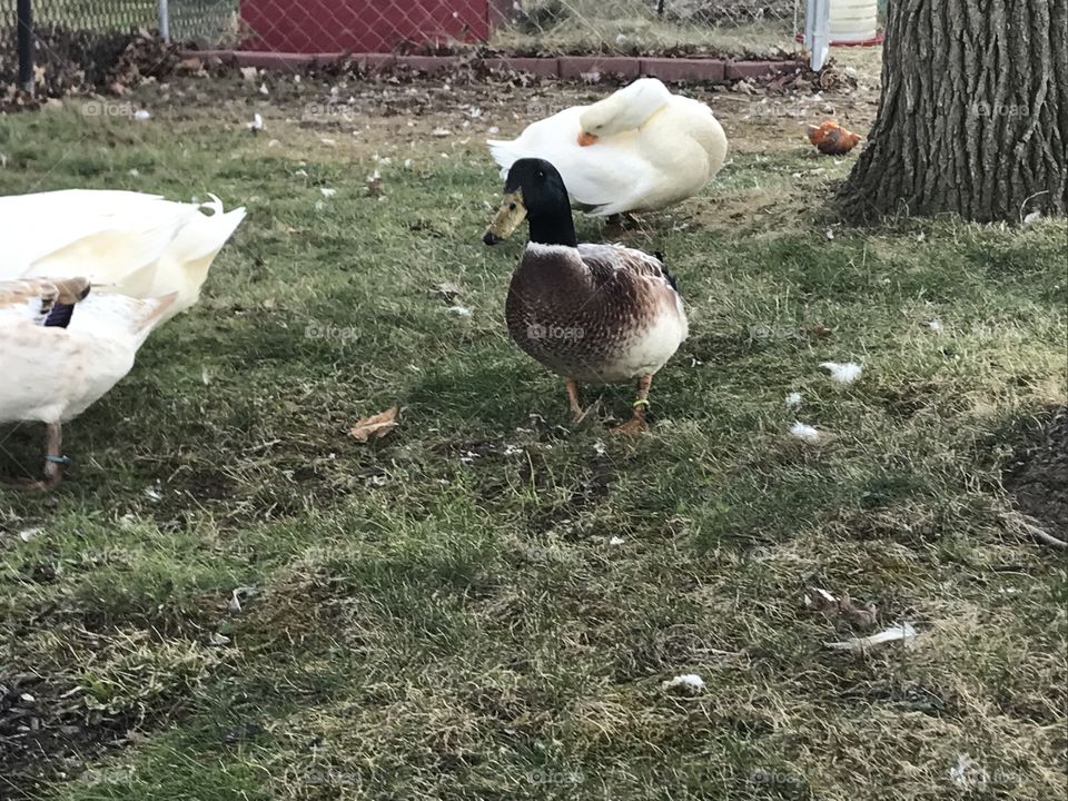 Ducks in the yard