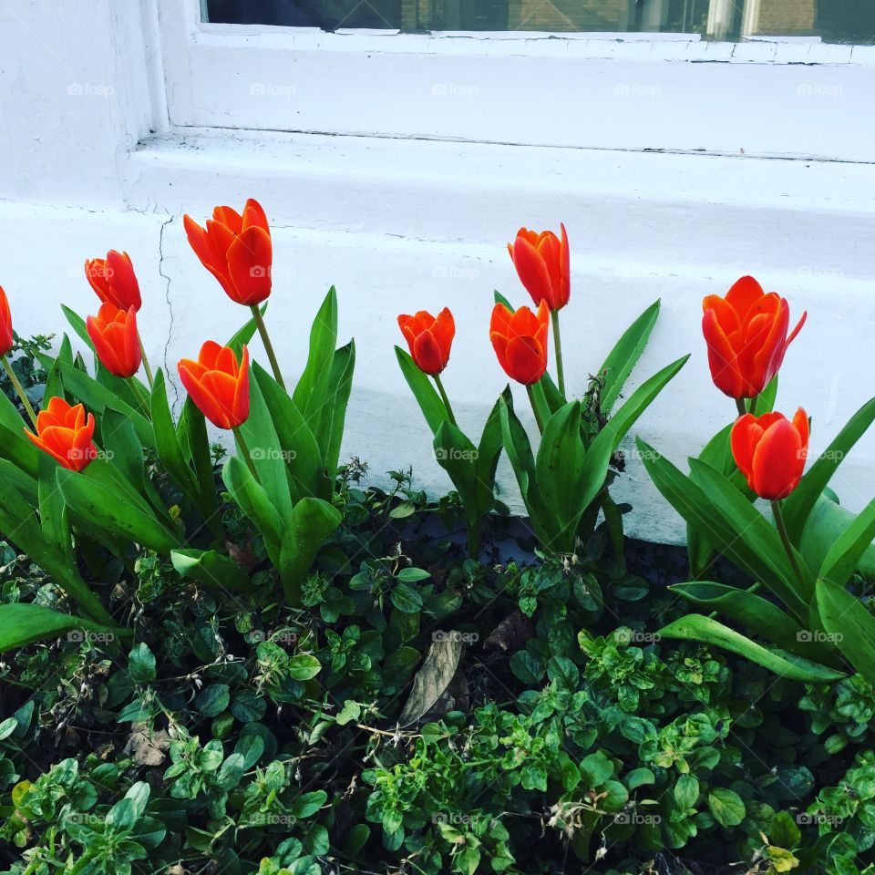 Spring tulips in winter