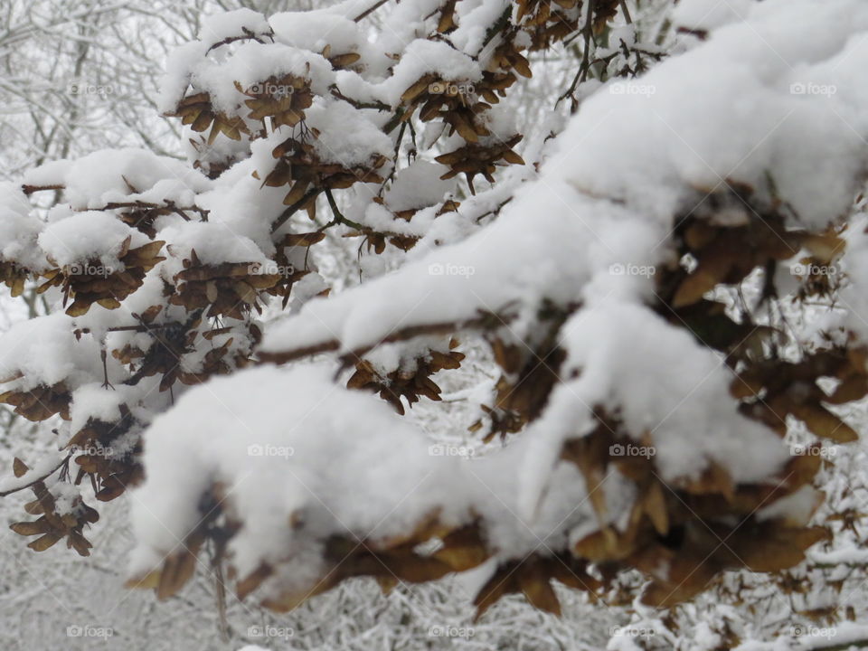 Die letzten Blätter an den Bäumen mit Schnee bedeckt