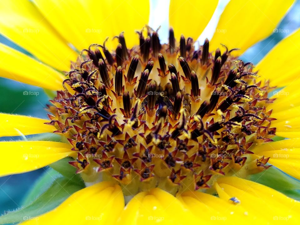 Macro of a sunflower blooming in the early stages