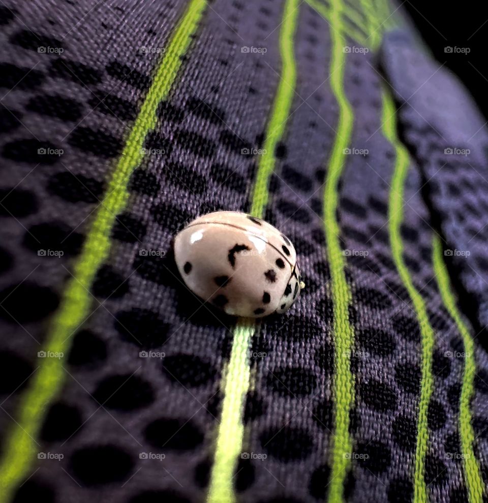 Polka dots on polka dots