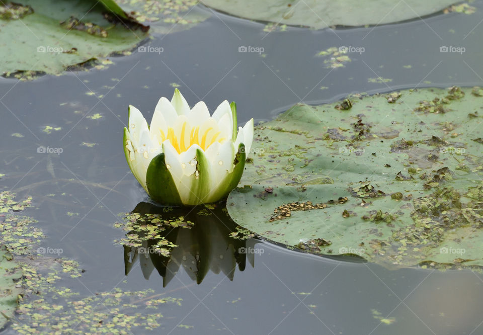 Water Lilly Peace