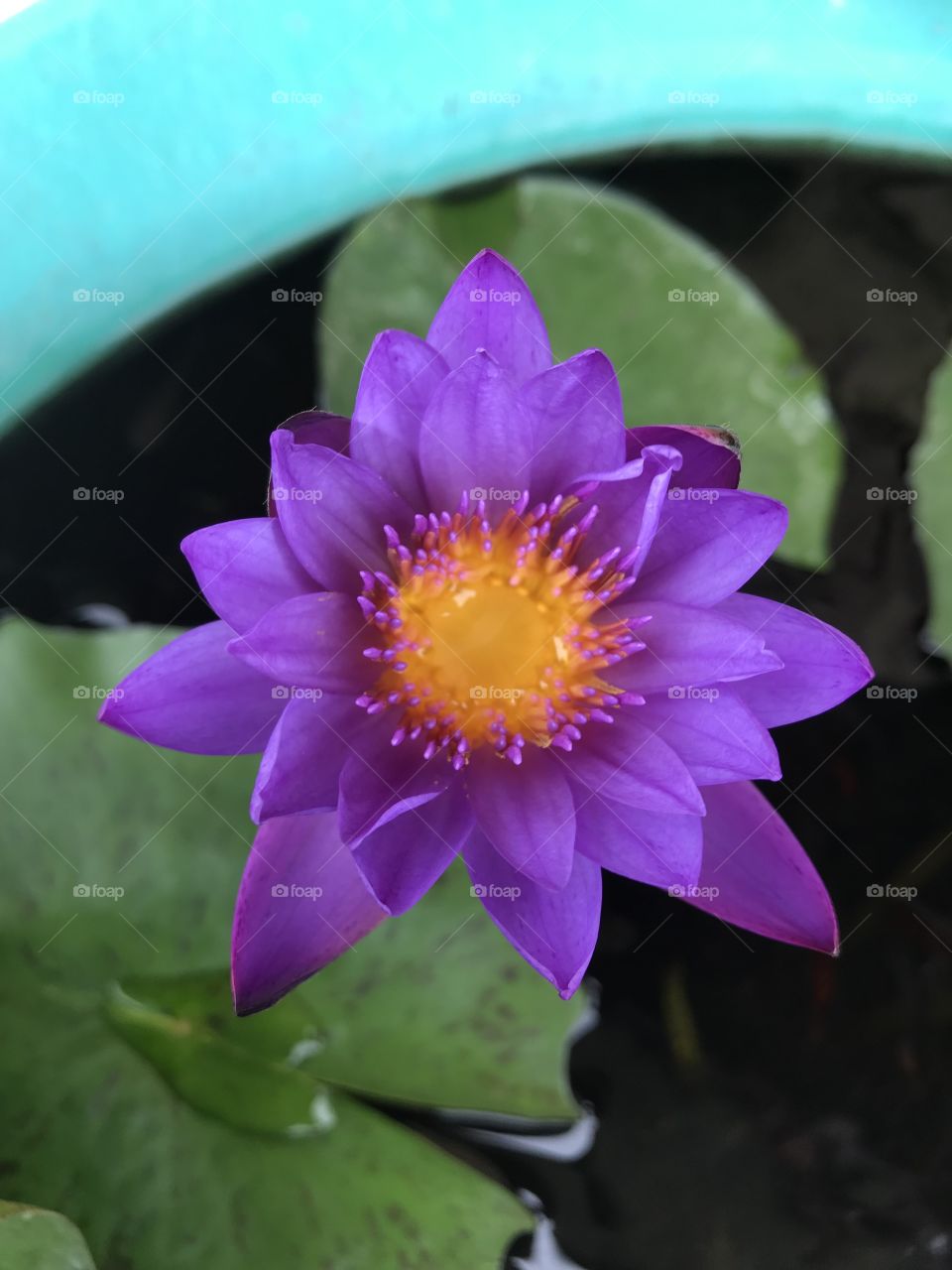 Nymphaea sp. and hybrid