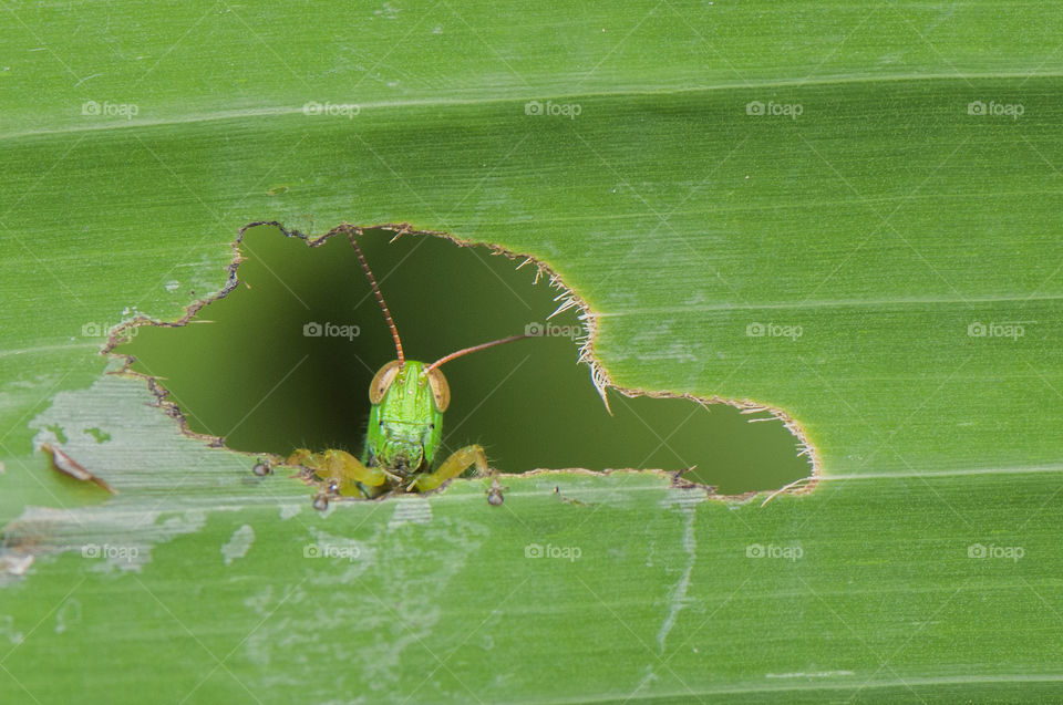 framing leaf