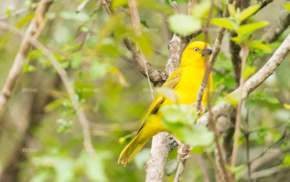 A yellow bird