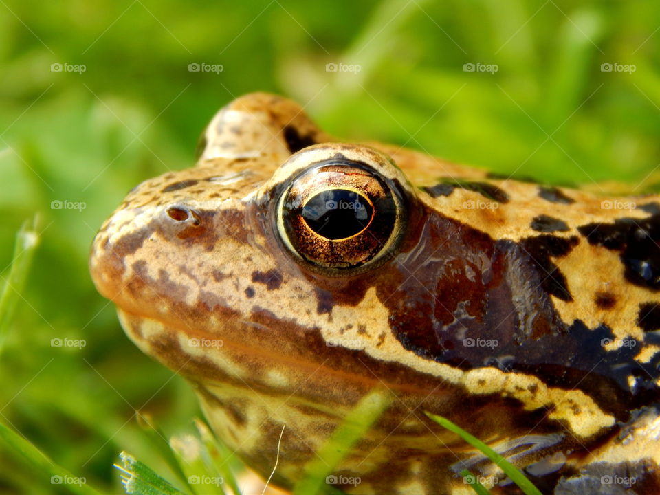 Frog in the grass