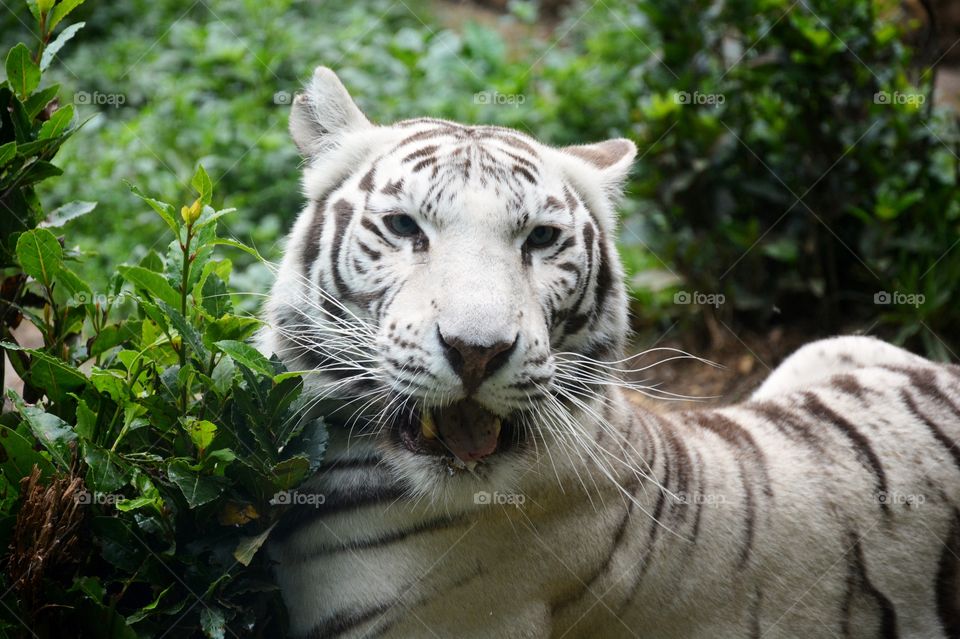 one wild white tiger