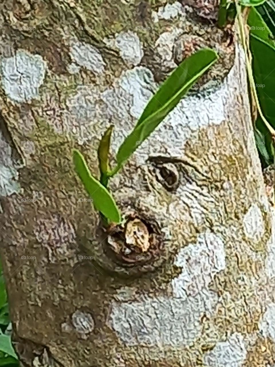 Ánh mắt đang nhìn.