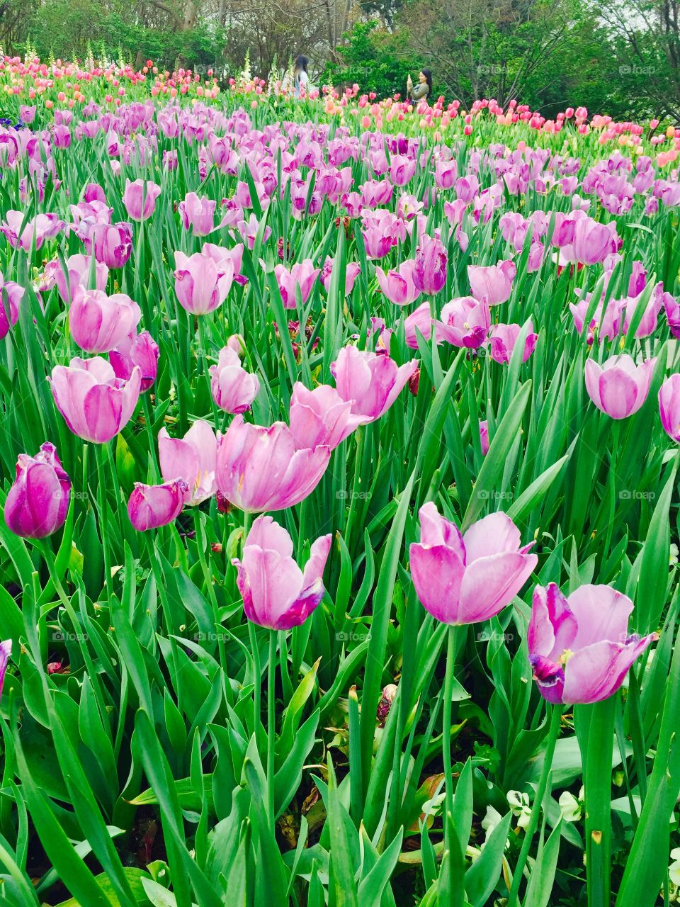 Tulip garden 