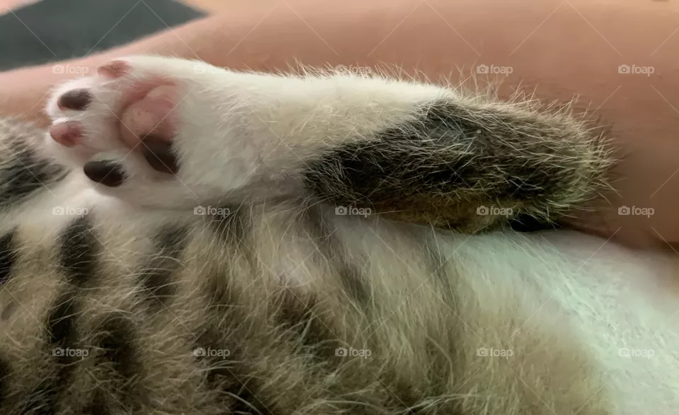 Kitten Paw