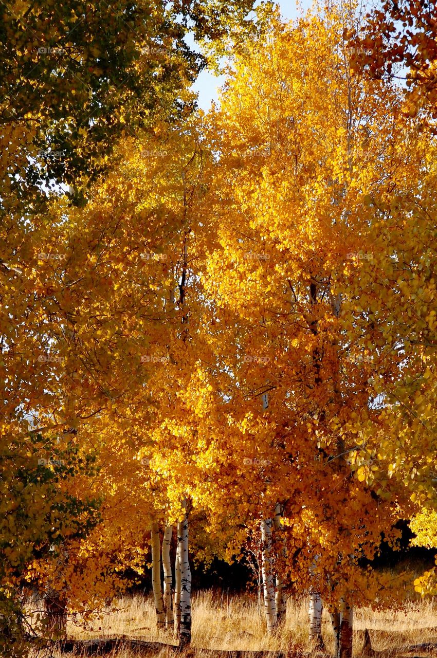A group of deciduous trees with brilliant fall colors of gold and yellow on a sunny autumn day. 