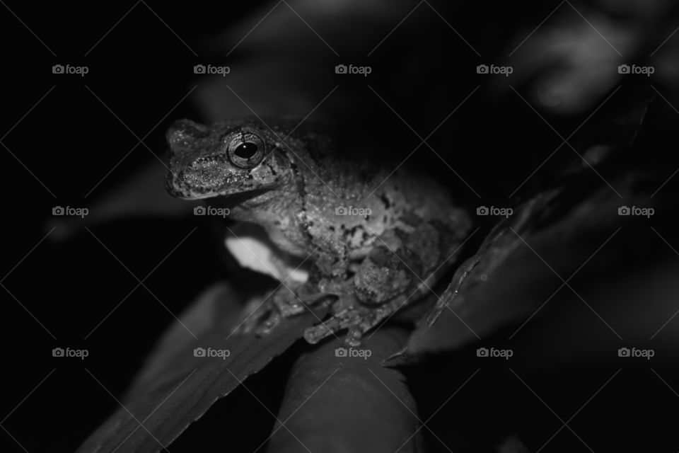 Grey's Frog Black and White