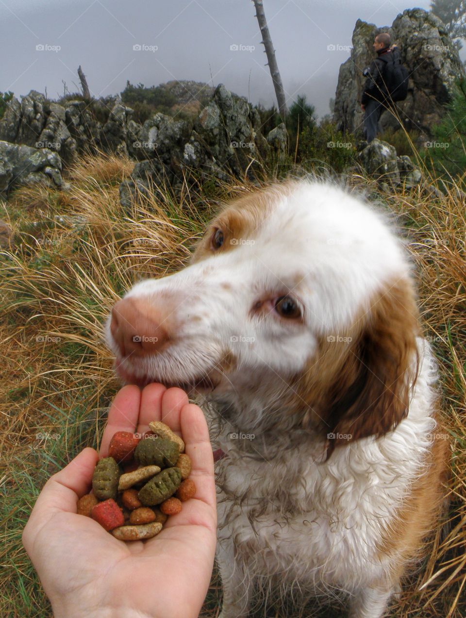 Woman hand feeding dog