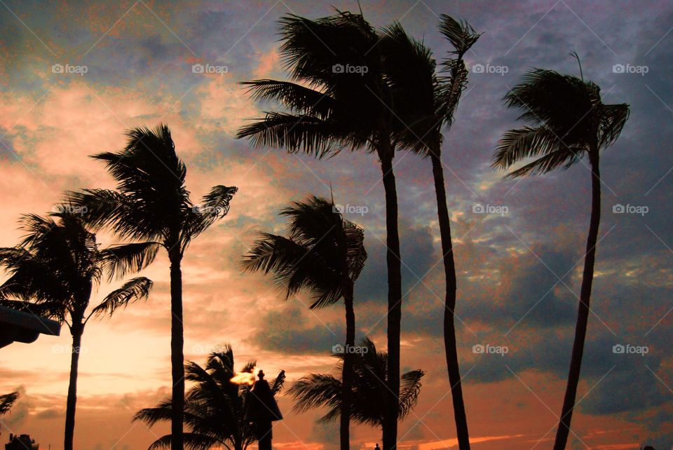 Palm trees in silhouette