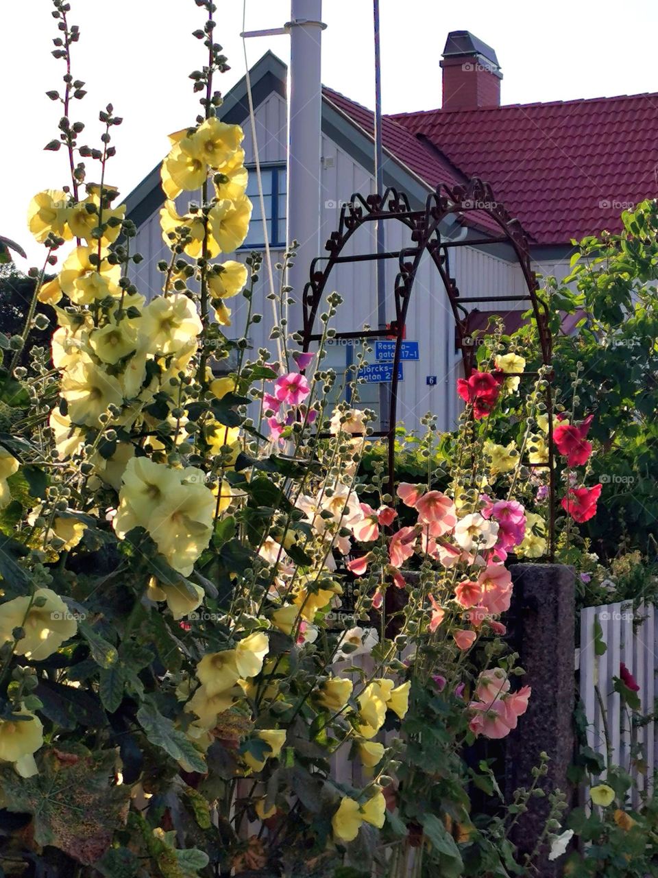 Hollyhocks in the evening sun