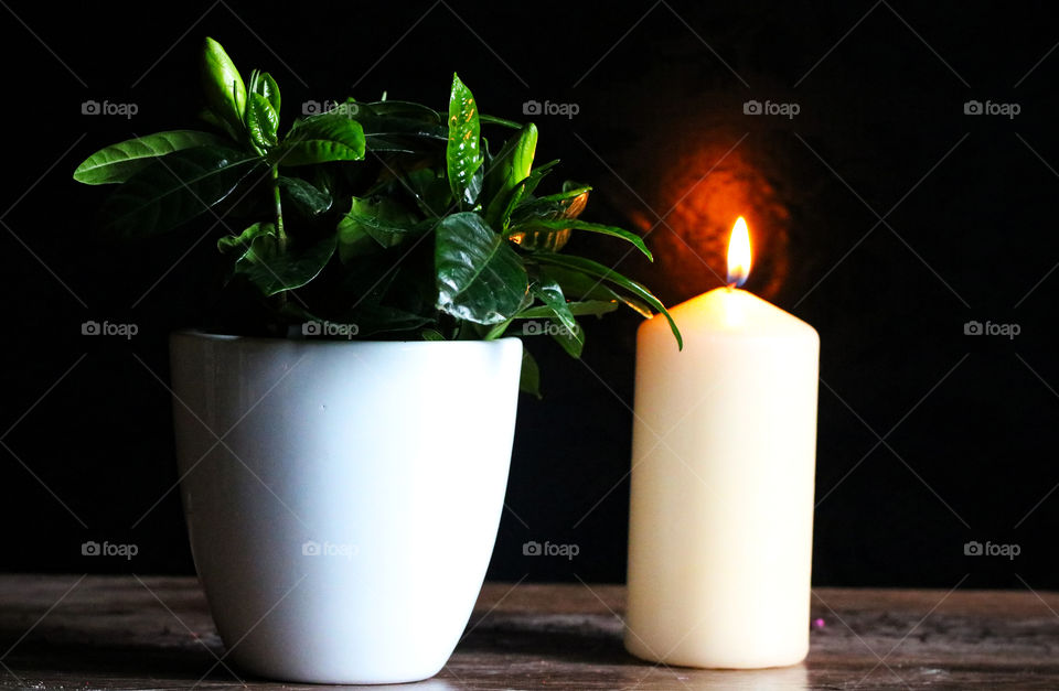 Potted plant and white candle